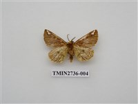 藏品(尺蛾292)的圖片